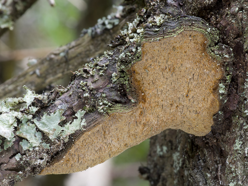 Phellinus chrysoloma